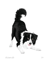 The border collie