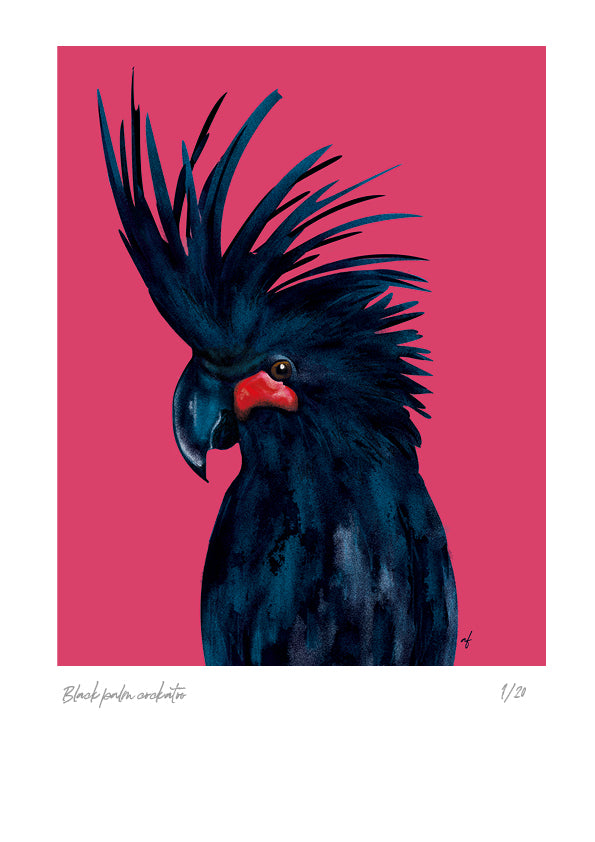 Feathered Friends: Black Palm Cockatoo