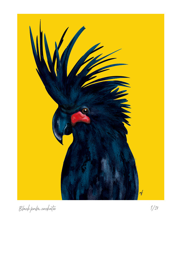 Feathered Friends: Black Palm Cockatoo