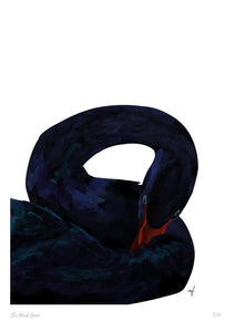 Feathered Friends: Black swan