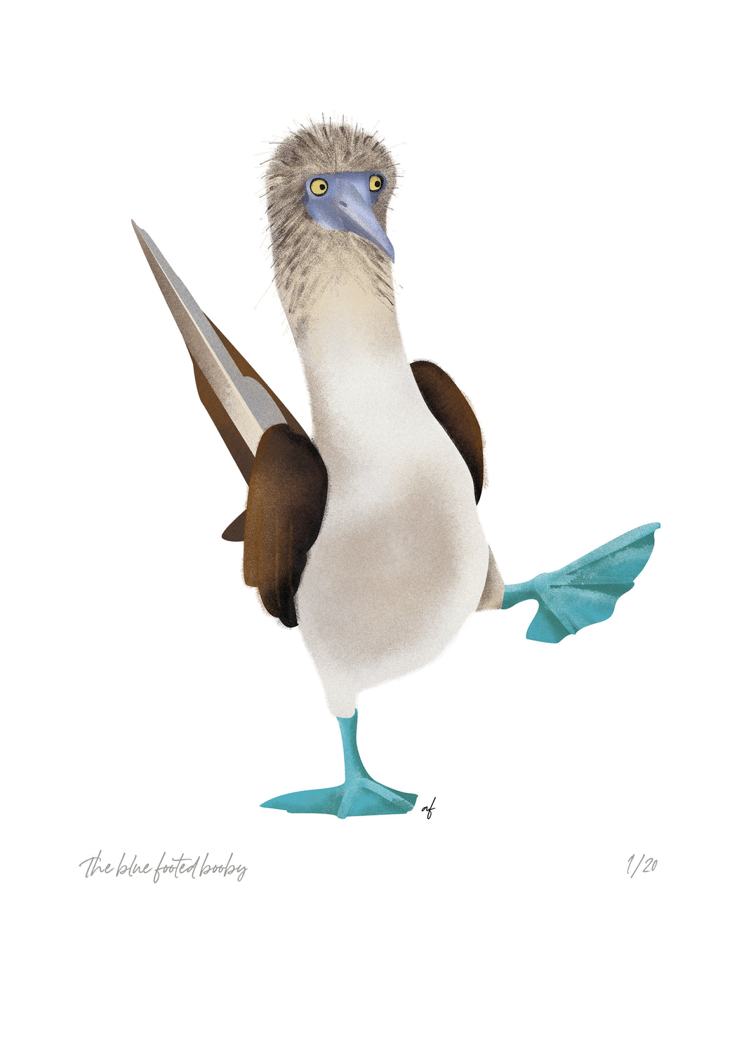 Feathered Friends: Blue-footed booby