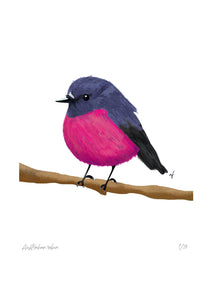 Feathered Friends: Australian pink robin