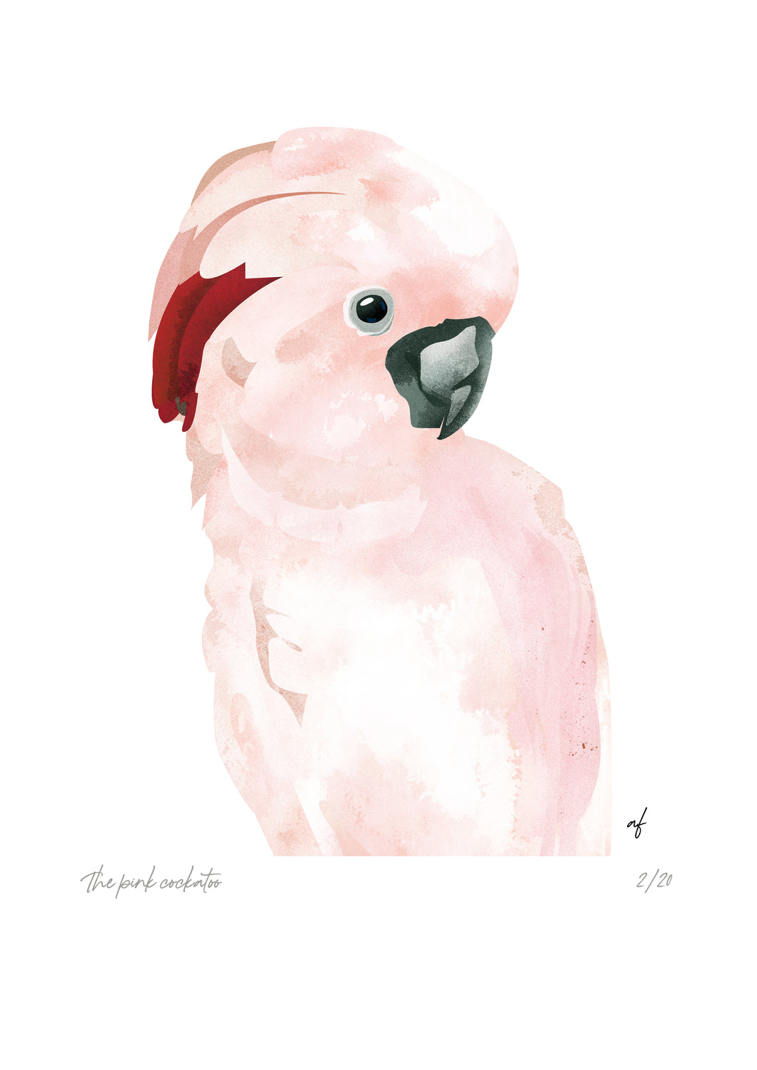 Feathered Friends: A pink cockatoo